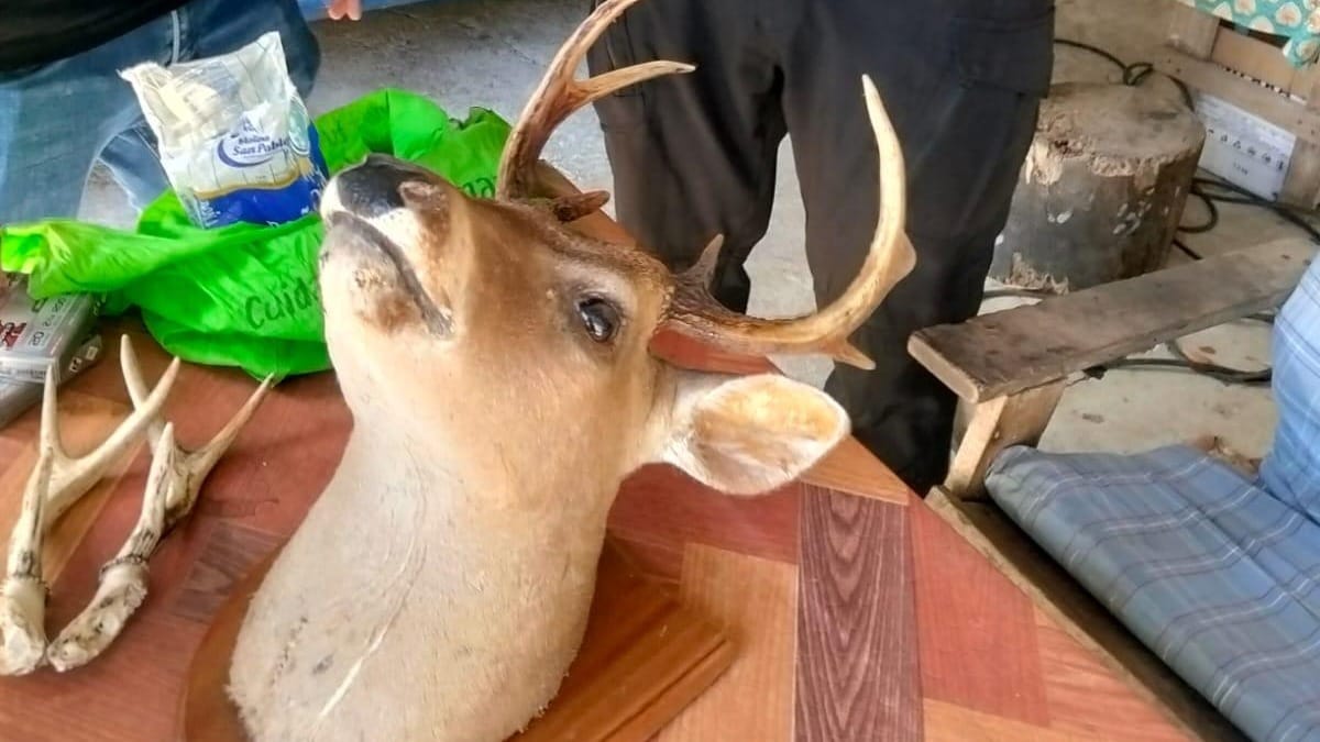 Cacería ilegal en Coclé: 2 aprehendidos en futuro operativo