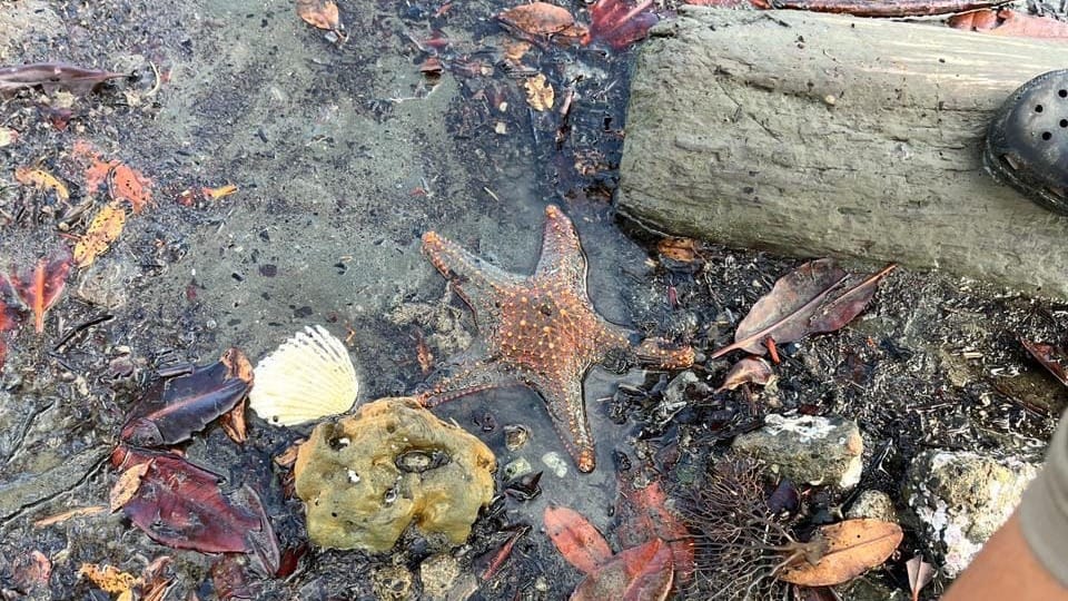 Humedal Punta Patiño busca expansión en Darién