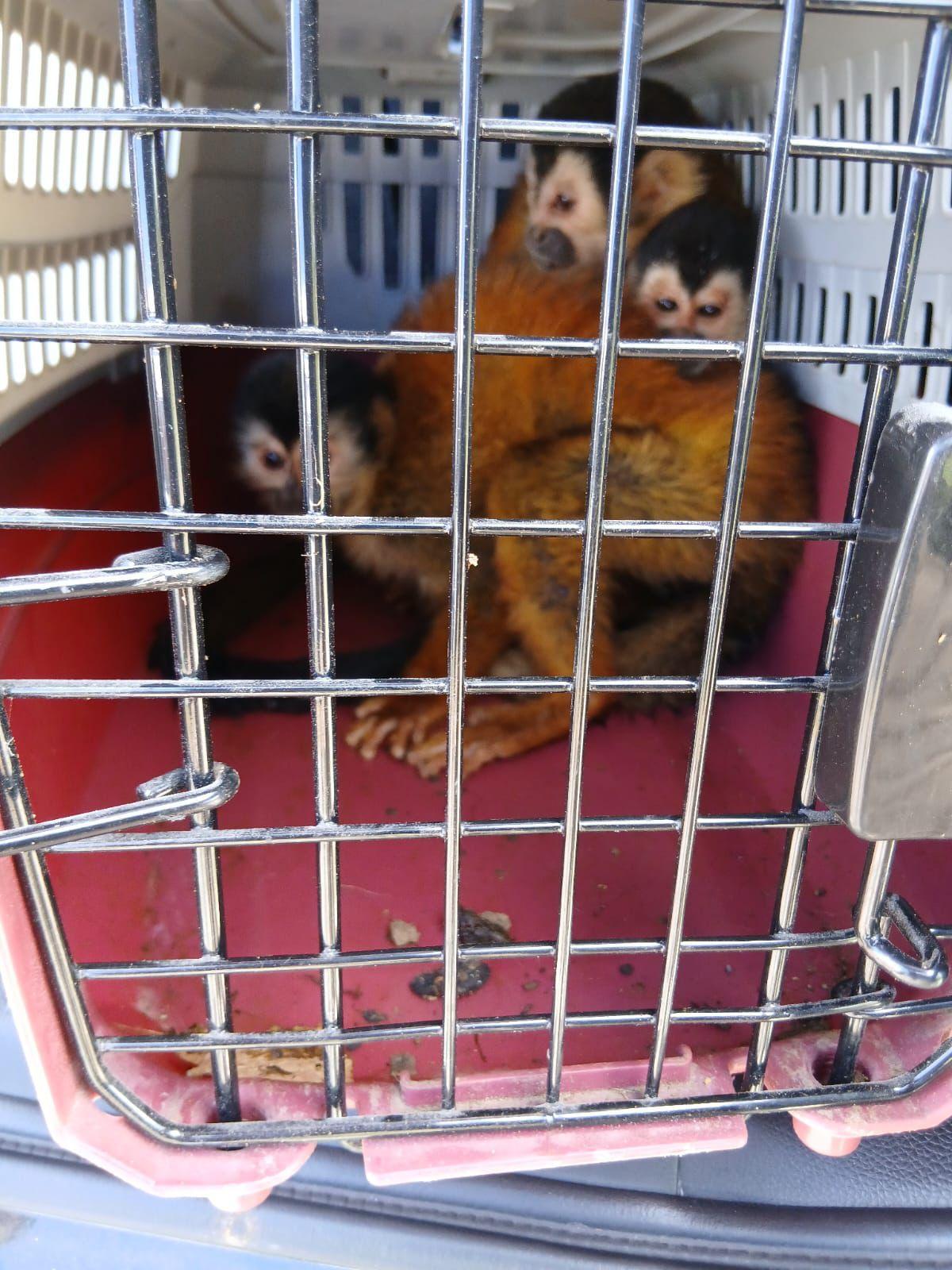 Muere la mayoría de monos tití rescatados en Chiriquí