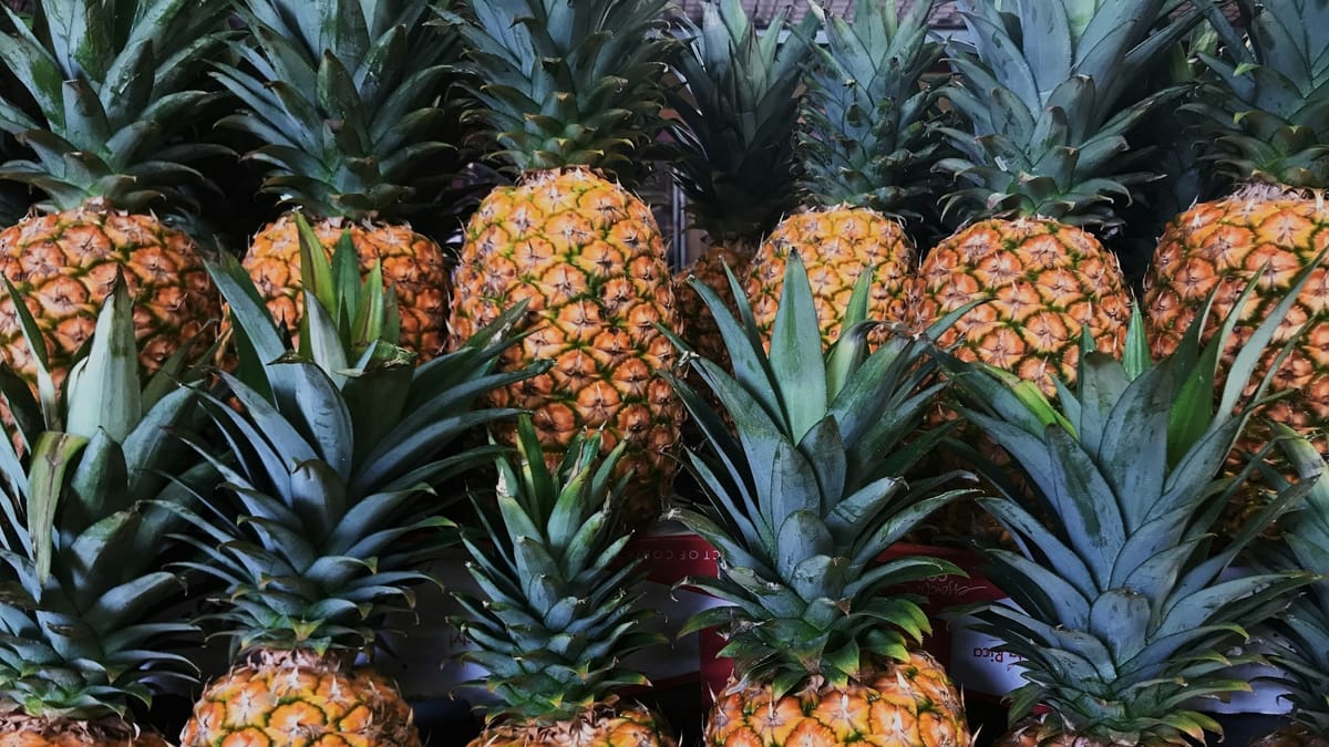 Panamá exportará 54 mil libras de piña a Quebec bajo el TLC con Canadá