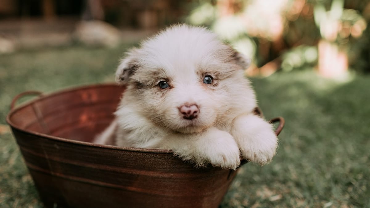 Mars incrementa su presencia en cuidado de mascotas y planifica inversión de $2,000 millones en EE. UU. hasta 2026