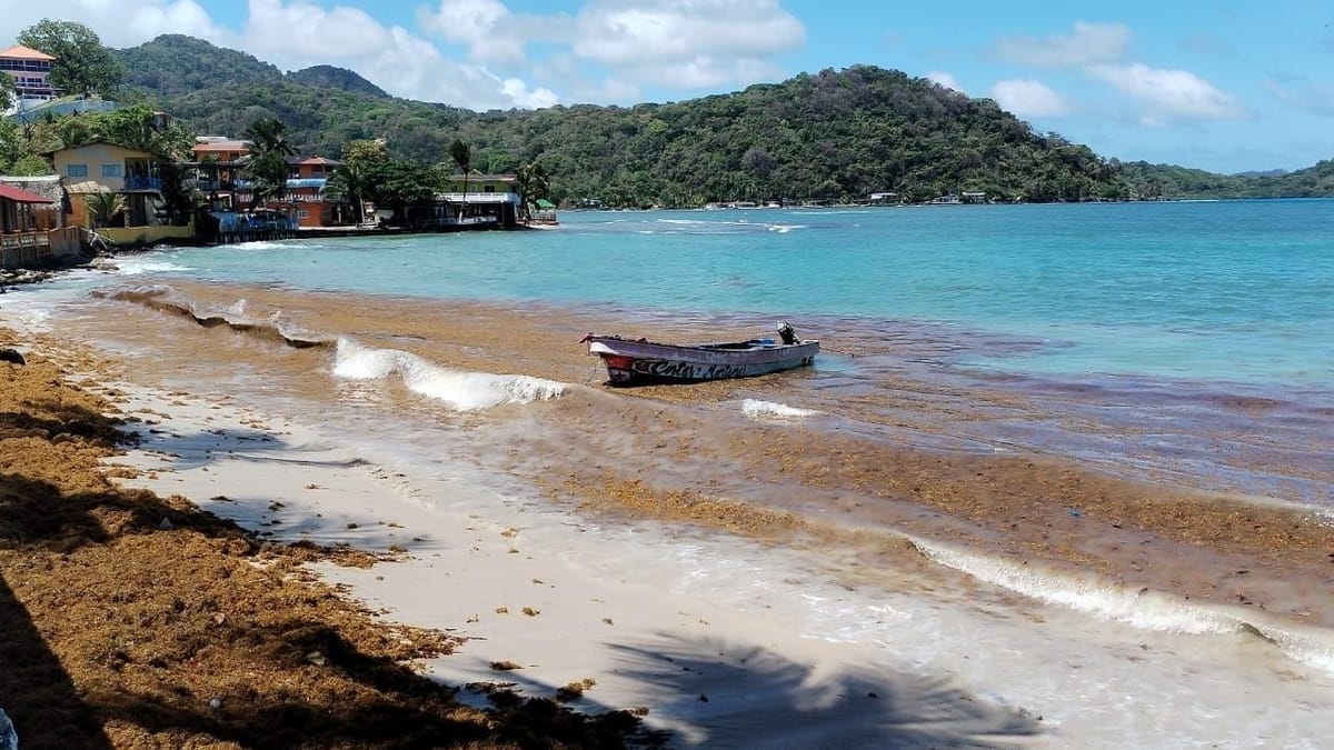 Algas invaden playas de Colón, MiAMBIENTE monitorea