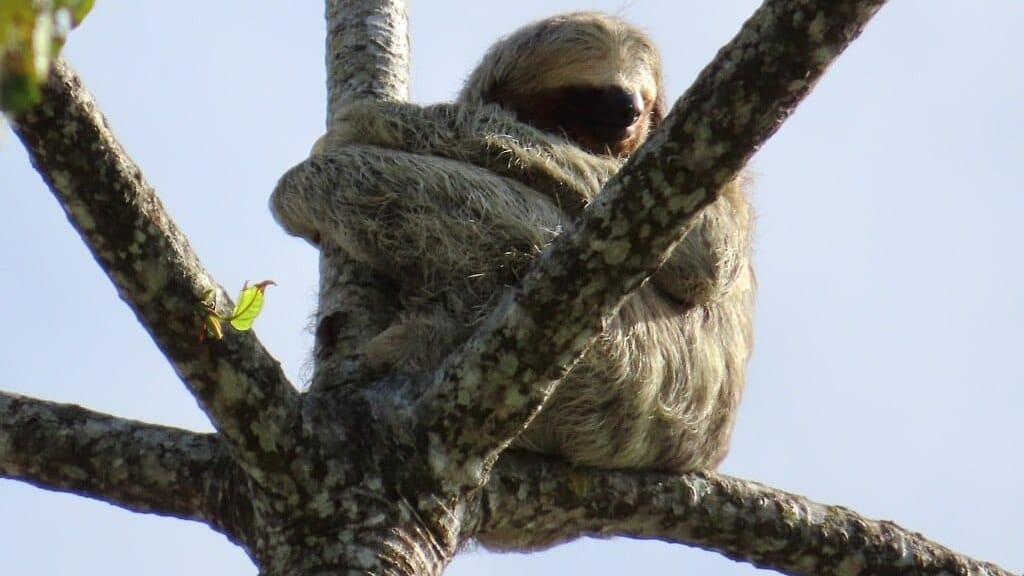 Perezoso muere por descarga eléctrica en Panamá Norte