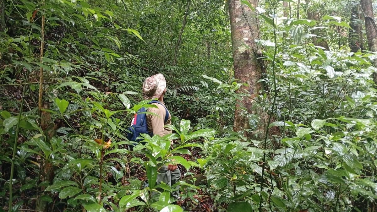 MiAMBIENTE destaca avances en restauración forestal