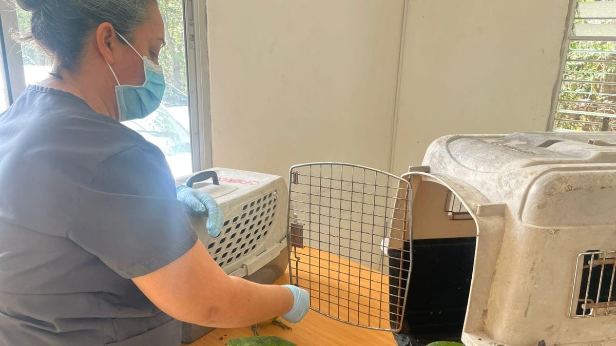 Loros: pichones rescatados de tráfico en Herrera se recuperan