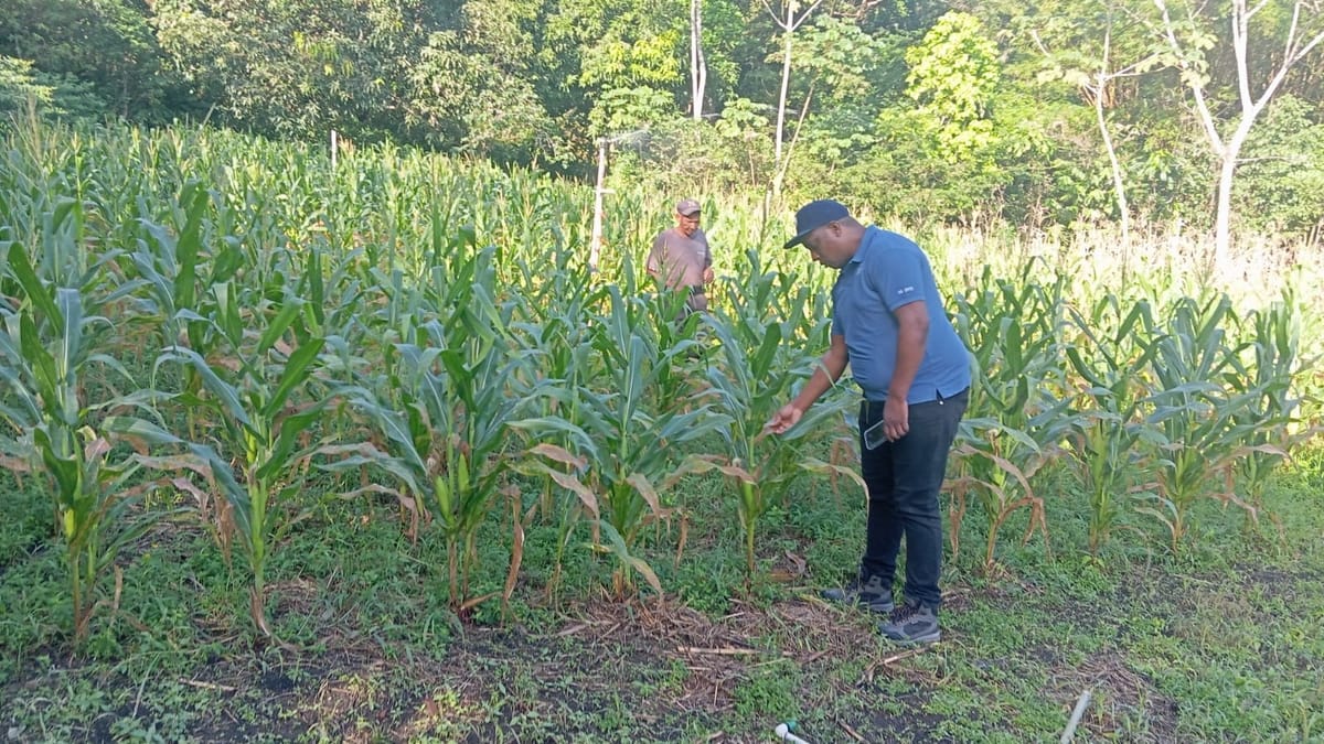 Bloqueo en Ormuz encarece fertilizantes y presiona alimentos