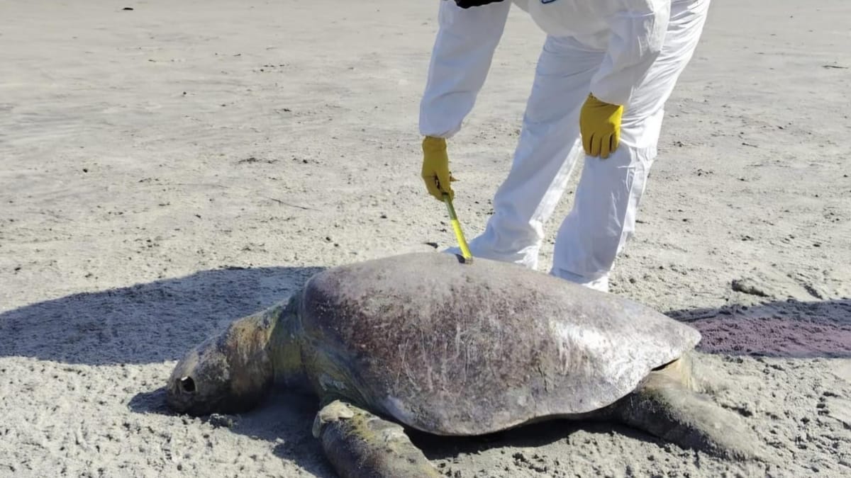 Hallan tortuga muerta en Bahía de Chame