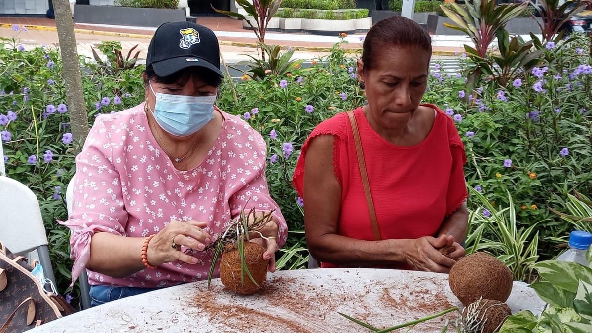 Calidonia se llena de verde con taller de kokedama