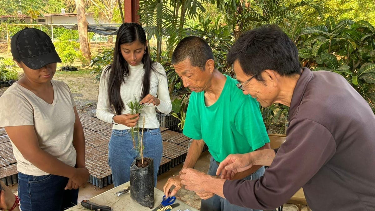 MiAMBIENTE aprende injerto de pino caribe con expertos JICA