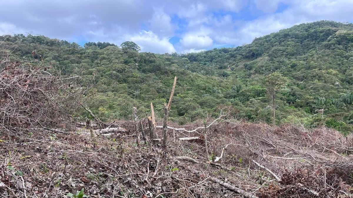 Deforestación golpea El Montoso y sus fuentes de agua