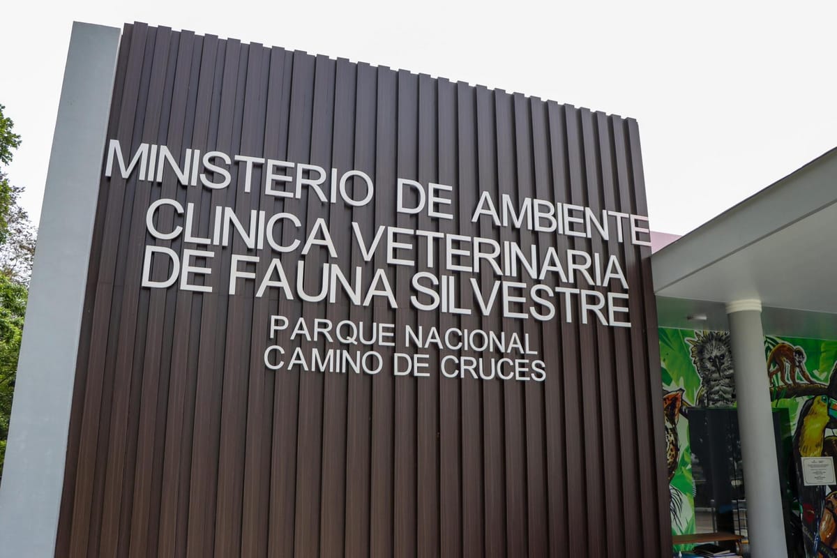 MiAMBIENTE investiga muerte de mono araña por tuberculosis