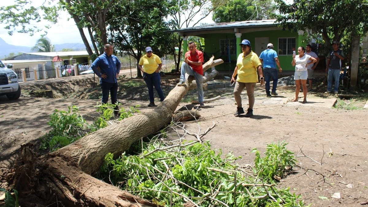 Árbol cae sobre vivienda en Capira por fuertes vientos