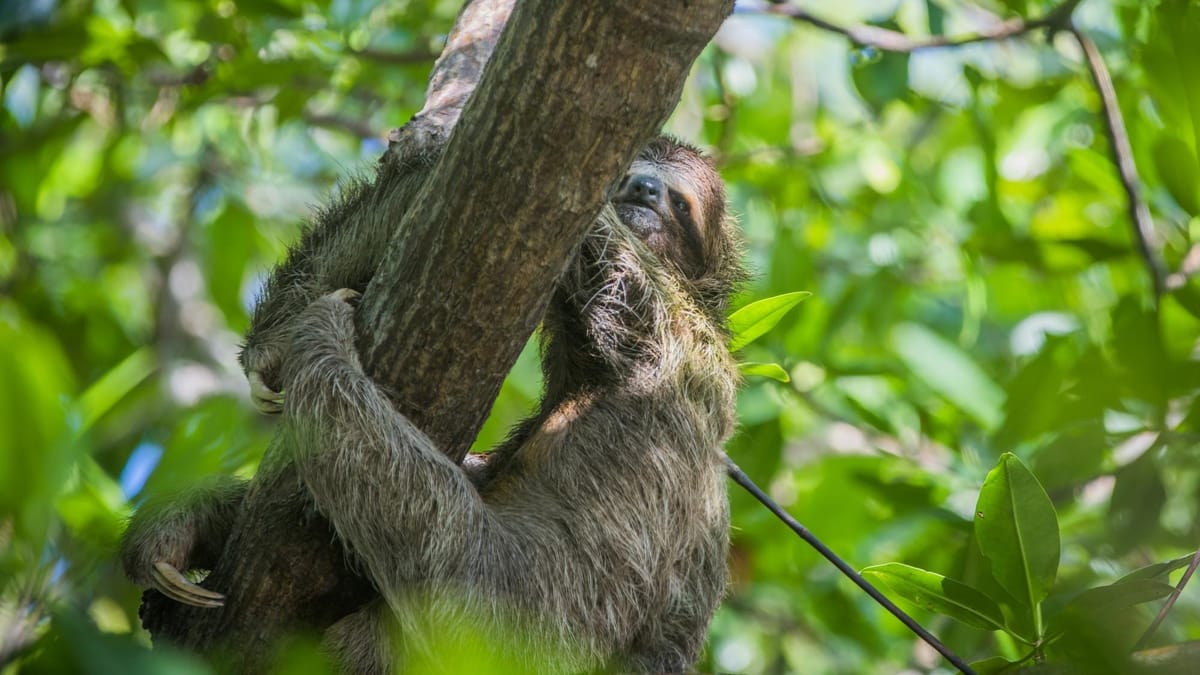 Panamá destaca avances en conservación de biodiversidad