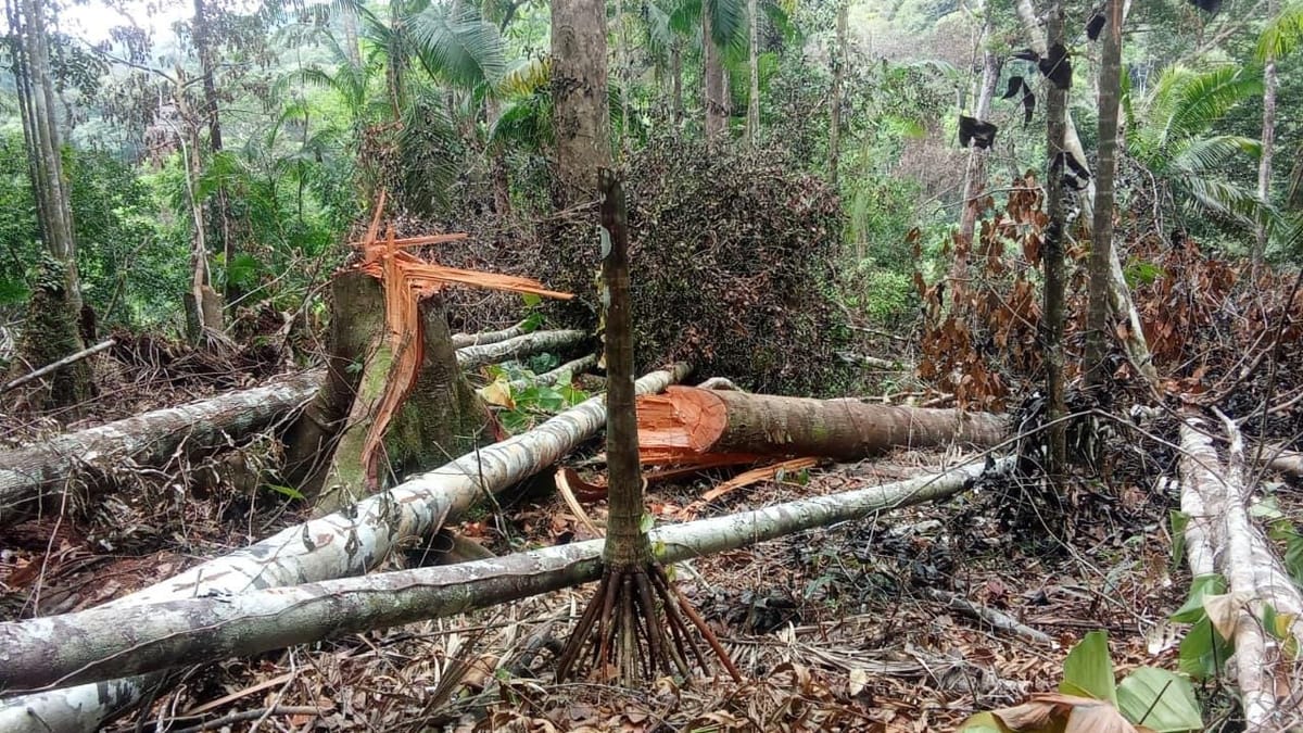 Tala ilegal golpea bosque y fuentes de agua en Bocas del Toro