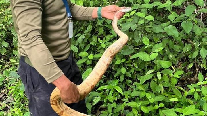 MiAMBIENTE rescata boa en Arraiján