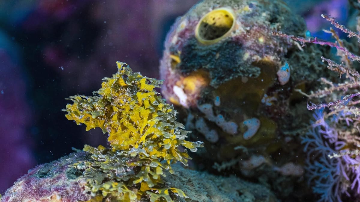 Panamá destaca en Día Mundial de la Vida Silvestre