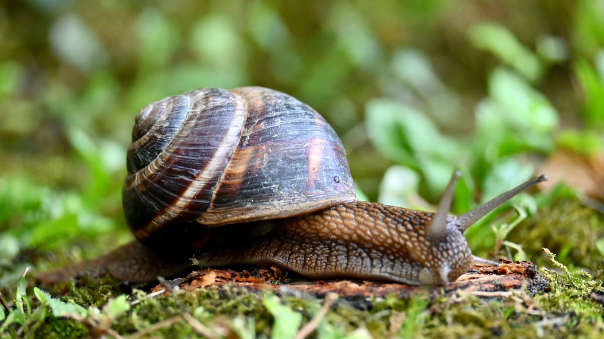 ARAP y MiAmbiente revisan la veda del caracol y alistan nueva norma para 2026