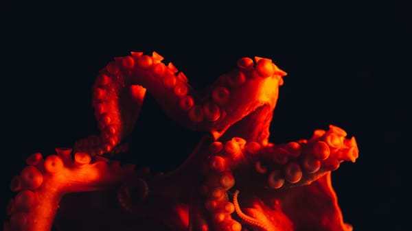 El software energético Kraken se independiza con una valoración de €7.350 millones