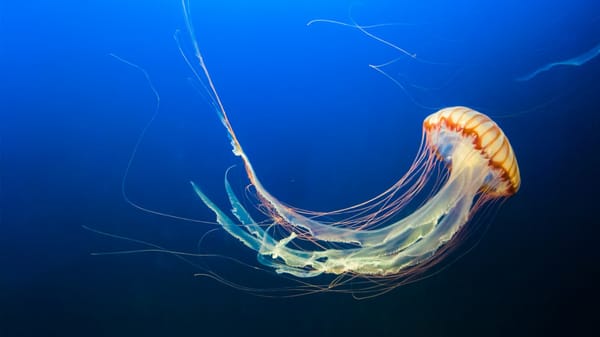 Hasta las medusas necesitan dormir: el descubrimiento que redefine el origen del sueño