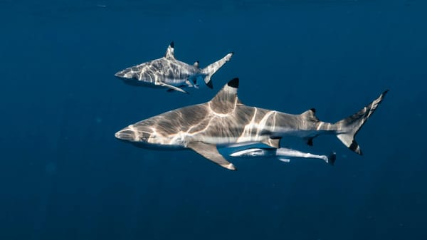 Panamá activa prohibición total a la exportación de tiburones y rayas