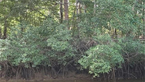 Consulta Pública por plan del RVSPAB