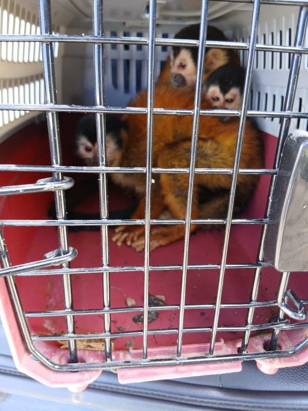 Muere la mayoría de monos tití rescatados en Chiriquí
