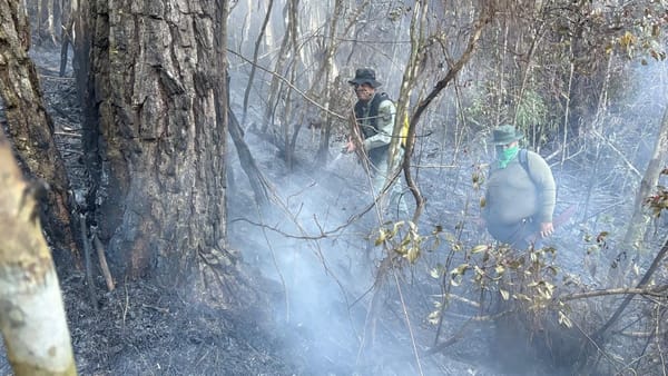 Guardaparques extinguen incendio en La Yeguada