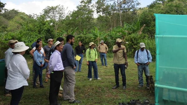 Agroecología impulsa café en Coclé y Capira