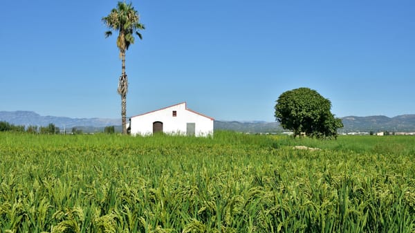 Arroceros de Chiriquí en alerta por deuda estatal y decretos que afectarían al sector agrícola