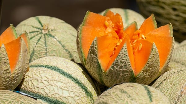 Panamá inicia temporada 2025-2026 de exportación de cucurbitáceas con envíos a Holanda