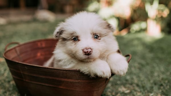 Mars incrementa su presencia en cuidado de mascotas y planifica inversión de $2,000 millones en EE. UU. hasta 2026