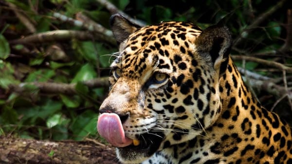 Seis felinos de Panamá bajo la lupa