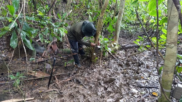 Cámaras y parcelas para estudiar biodiversidad en Isla Escudo