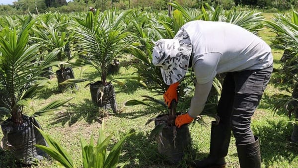 Salud ocupacional para agroindustriales en Barú