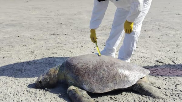 Hallan tortuga muerta en Bahía de Chame
