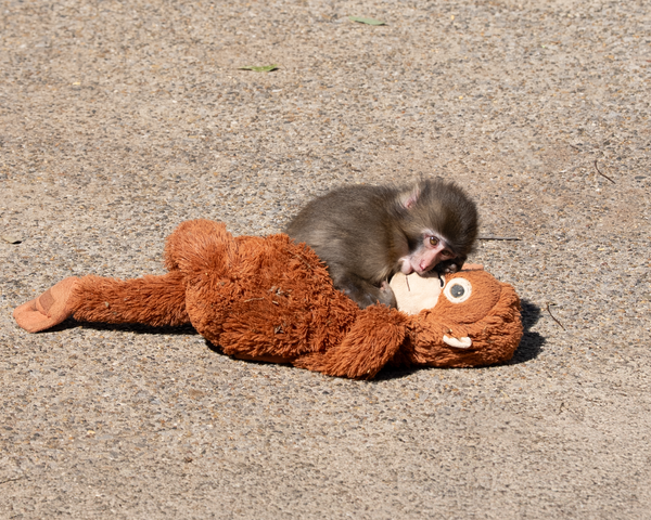 Punch, el mono viral, tiene novia… y dispara ventas de un peluche hasta $350