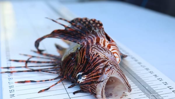 Bocas del Toro impulsa captura y consumo del pez león; alertan de normativa que frenaría mitigación