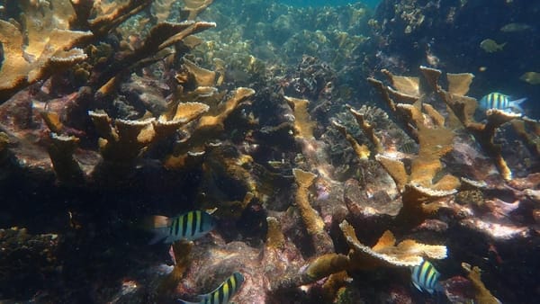 Pastos Marinos: vitales bajo el mar panameño