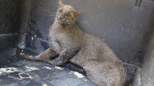 Yaguarundí herido en Herrera será operado en Panamá
