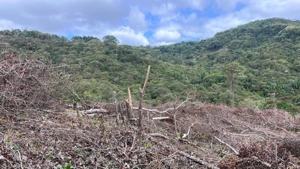 Deforestación golpea El Montoso y sus fuentes de agua