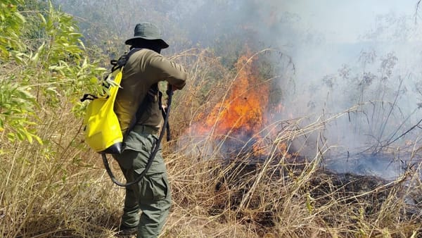 Guardaparques detienen incendio en manglares de Chame