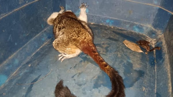 MiAMBIENTE rescata mono tití en La Chorrera