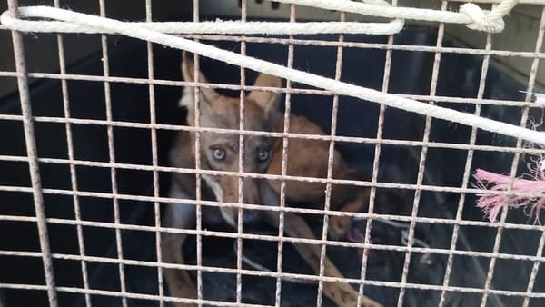 MiAMBIENTE rescata coyote en Arraiján, Panamá Oeste