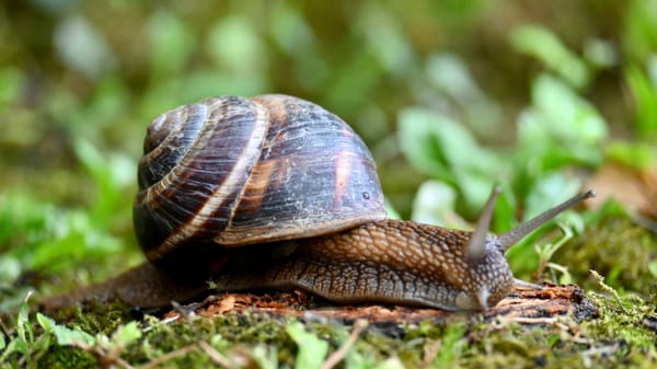 ARAP y MiAmbiente revisan la veda del caracol y alistan nueva norma para 2026
