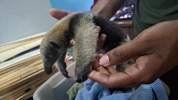 MiAMBIENTE protege cría de oso hormiguero entregada por familia panameña